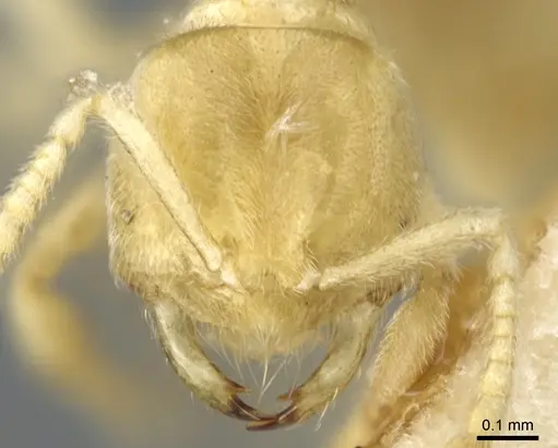 Acropyga exsanguis - CASENT0903182