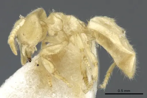 Acropyga exsanguis - CASENT0903182