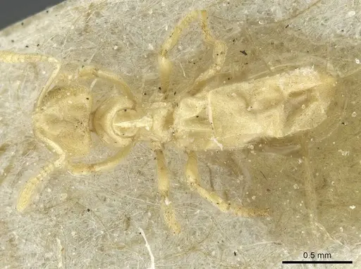 Acropyga exsanguis - CASENT0912354