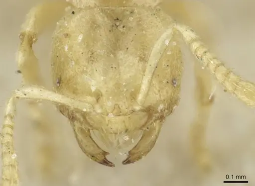 Acropyga exsanguis - CASENT0912354