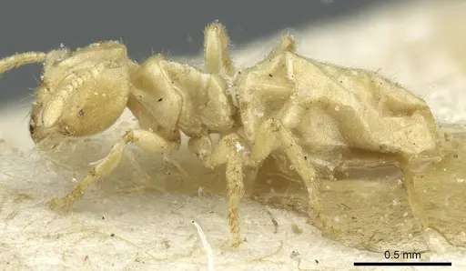 Acropyga exsanguis - CASENT0912354