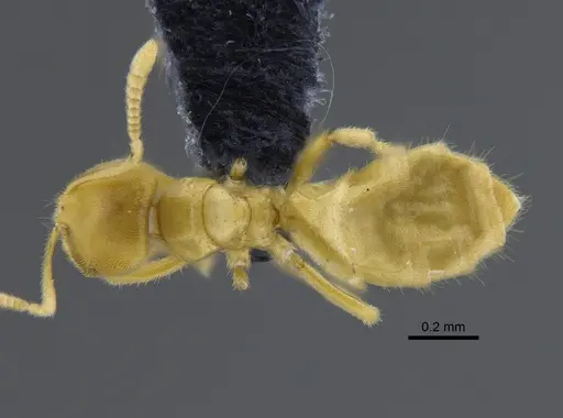 Acropyga exsanguis - CBUMAGENT41827