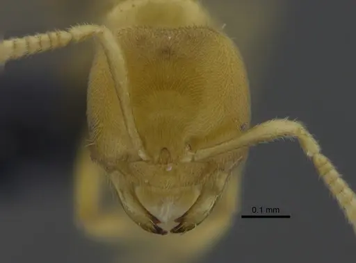 Acropyga exsanguis - CBUMAGENT41827