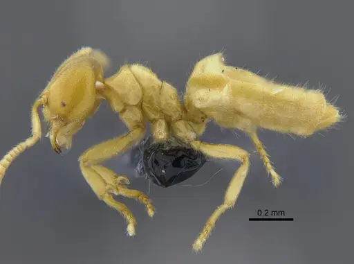 Acropyga exsanguis - CBUMAGENT41827