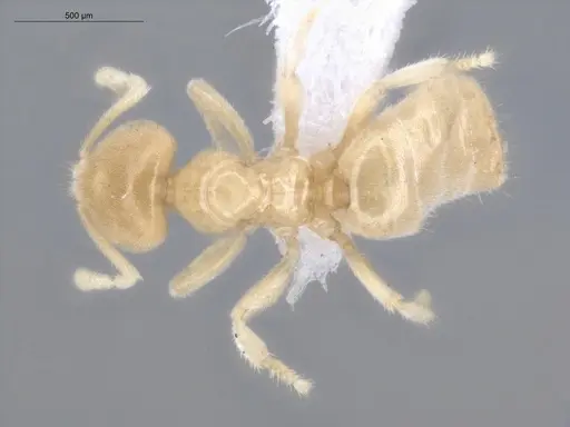 Acropyga exsanguis - ECOFOG-MI15-0253-19