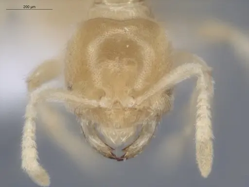 Acropyga exsanguis - ECOFOG-MI15-0253-19