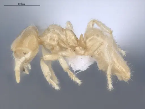 Acropyga exsanguis - ECOFOG-MI15-0253-19