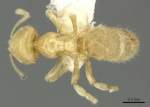 Acropyga exsanguis - INBIOCRI001253903