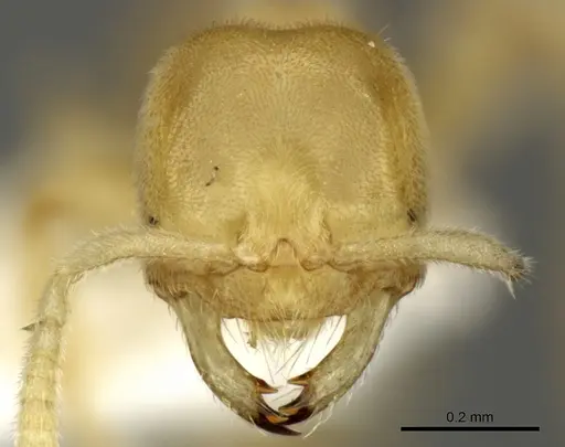 Acropyga exsanguis - INBIOCRI001253903