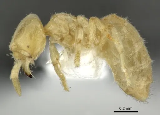 Acropyga exsanguis - INBIOCRI001253903