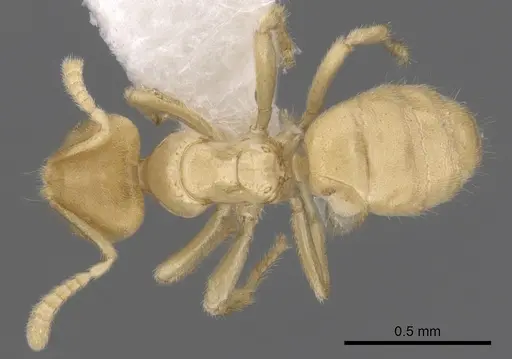 Acropyga fuhrmanni specimen