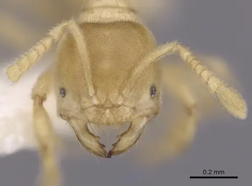 Acropyga fuhrmanni specimen