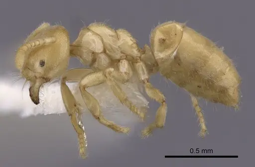 Acropyga fuhrmanni specimen