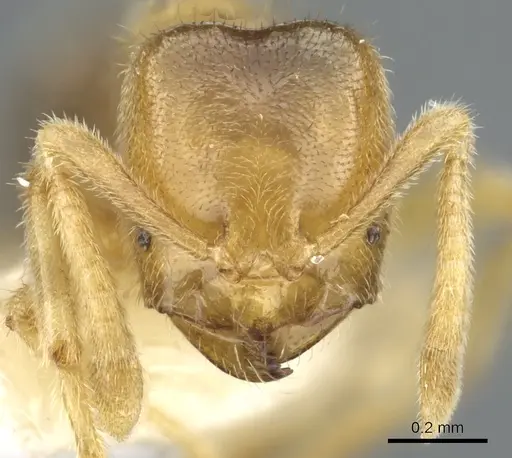 Acropyga gelasis specimen