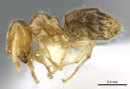 Acropyga gelasis specimen