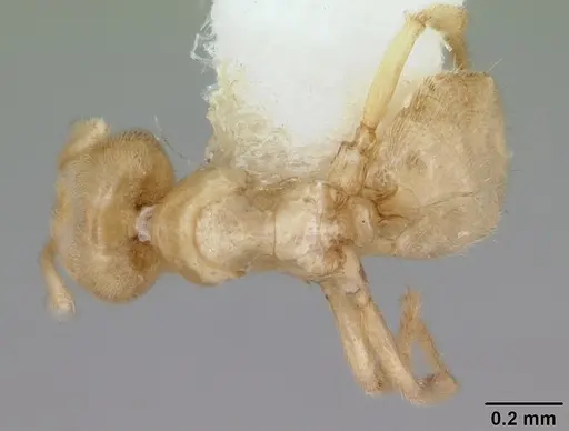 Acropyga goeldii specimen