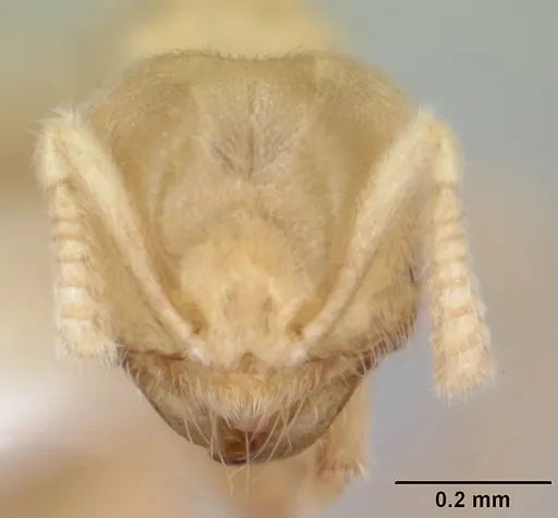 Acropyga goeldii specimen