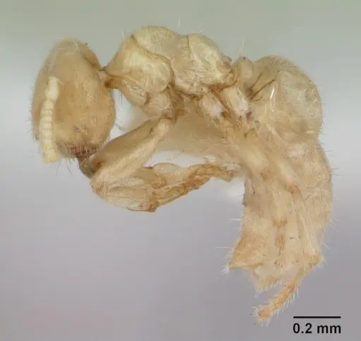 Acropyga goeldii specimen