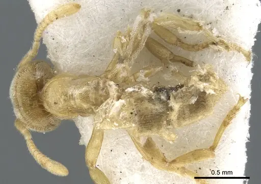 Acropyga goeldii - CASENT0903183