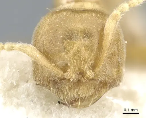 Acropyga goeldii - CASENT0903183