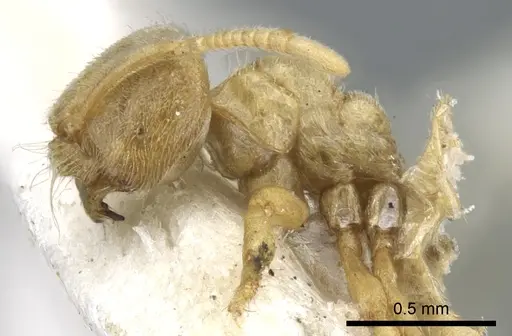 Acropyga goeldii - CASENT0903183