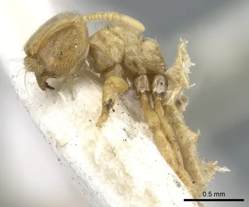 Acropyga goeldii - CASENT0903183