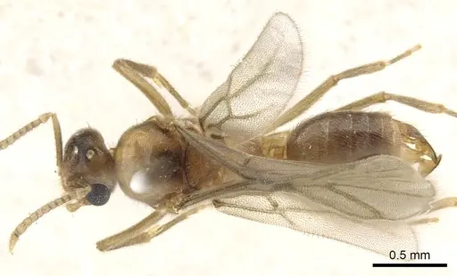 Acropyga goeldii - CASENT0903184