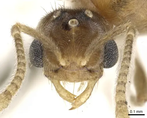 Acropyga goeldii - CASENT0903184