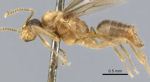 Acropyga goeldii - CASENT0903184