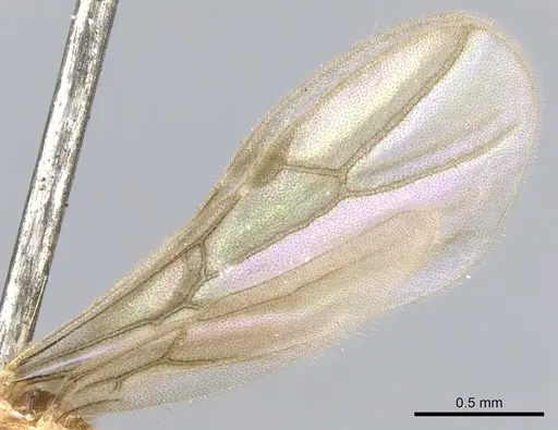 Acropyga goeldii - CASENT0903184