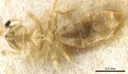 Acropyga goeldii - CASENT0905163