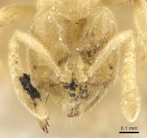 Acropyga goeldii - CASENT0905163