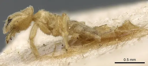 Acropyga goeldii - CASENT0905163