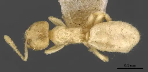 Acropyga goeldii - CASENT0909902