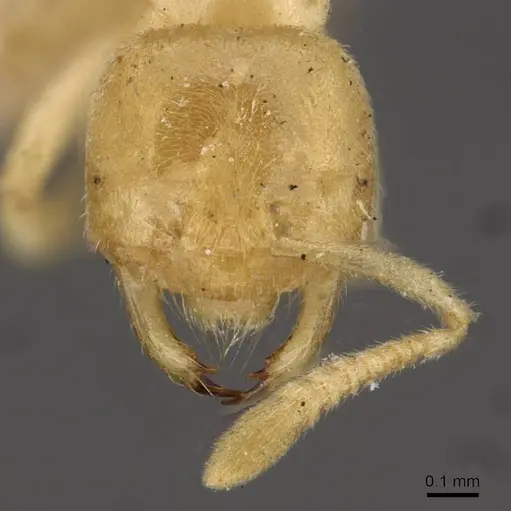 Acropyga goeldii - CASENT0909902