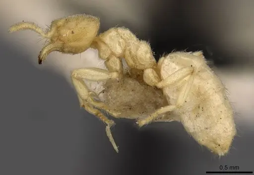 Acropyga goeldii - CASENT0909902