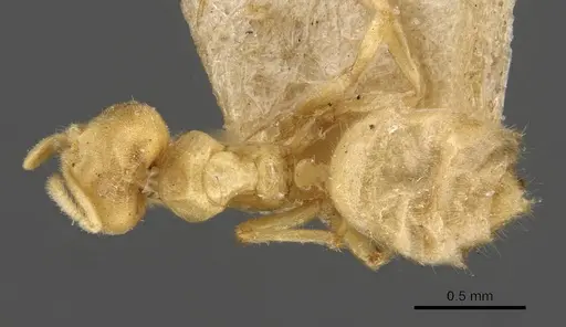 Acropyga goeldii - CASENT0909903