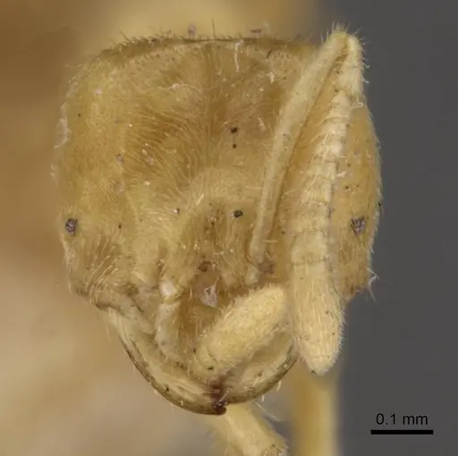 Acropyga goeldii - CASENT0909903