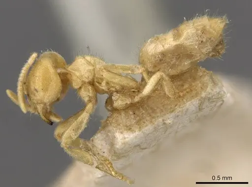 Acropyga goeldii - CASENT0909903