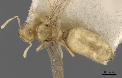 Acropyga goeldii - CASENT0909904