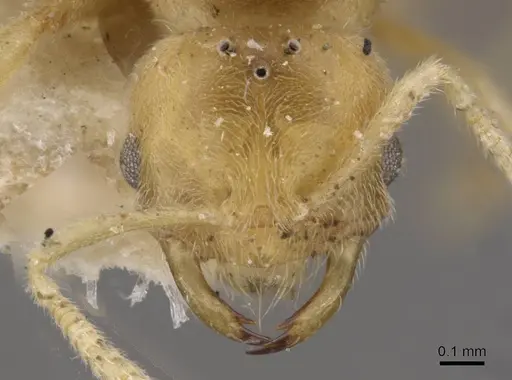 Acropyga goeldii - CASENT0909904