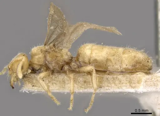 Acropyga goeldii - CASENT0909904