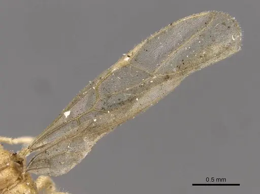 Acropyga goeldii - CASENT0909904