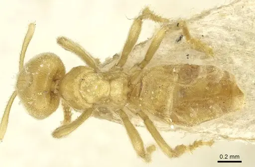 Acropyga goeldii - CASENT0912355