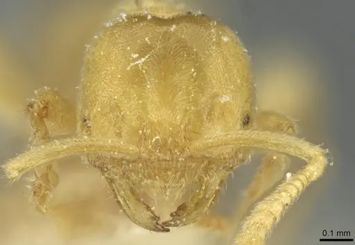 Acropyga goeldii - CASENT0912355