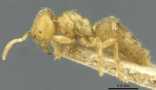 Acropyga goeldii - CASENT0912355