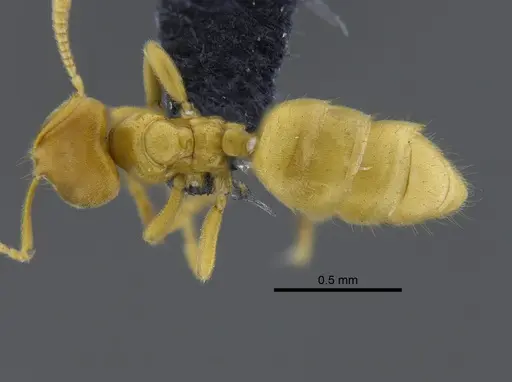 Acropyga goeldii - CBUMAGENT41828