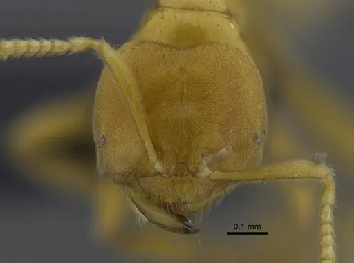Acropyga goeldii - CBUMAGENT41828