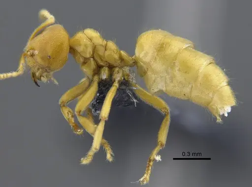 Acropyga goeldii - CBUMAGENT41828