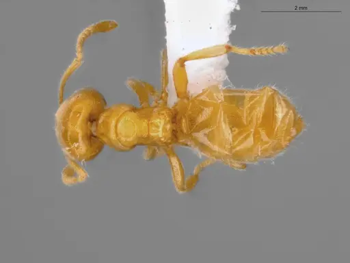 Acropyga goeldii - ECOFOG-SAV18-0037-07